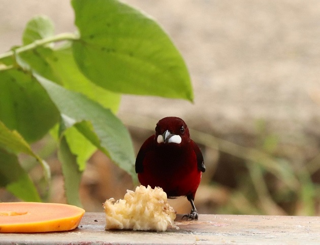 Toda especie cuenta para fotografiar en la celebración del Día Mundial del Medio Ambiente.