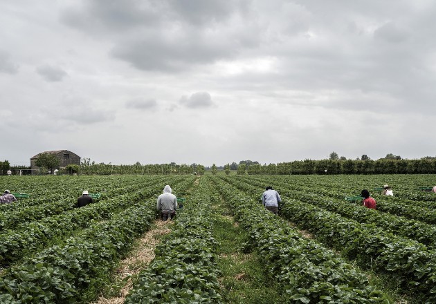 Los efectos económicos de la pandemia impulsan a muchos a buscar empleos agrícolas. Pizcando fresas en Ferrara. Foto/ Alessandro Grassani para The New York Times.