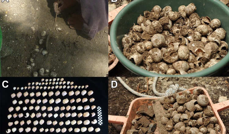 Ejemplos de depósitos de caracol manzana del preclásico medio (Pomacea flagellata). Foto: Ashley Sharpe/STRI