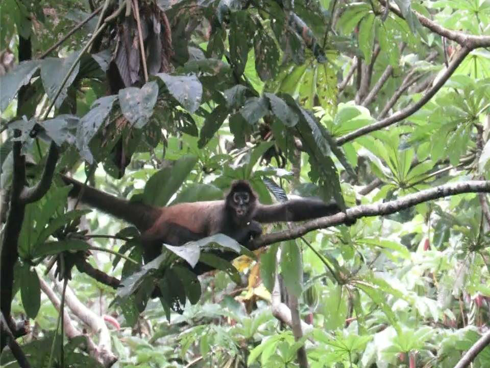 Esta especie está incluida entre los animales en peligro crítico de extinción. Foto: Mayra Madrid. 