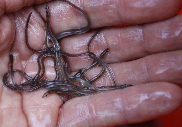 “The Book of Eels” ciencia y memorias. Foto / Robert F. Bukaty/Associated Press.