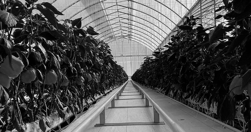 Los invernaderos son un terreno fértil para la agricultura inteligente. Integran Tecnologías de la Información y la Comunicación, automatización agrícola, sistemas de posicionamiento global. Foto: EFE.