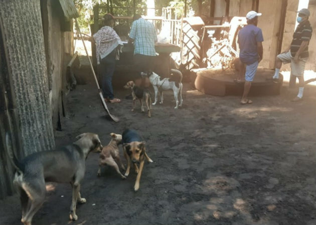 Los perros fueron vacunados contra la rabia. Foto: Mayra Madrid.