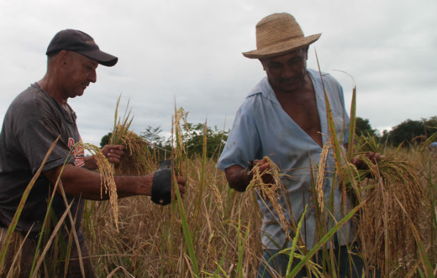 El ministro de Desarrollo Agropecuario, Augusto Valderrama, dijo que están cumpliendo con el compromiso de apoyar a los productores con financiamientos para que sigan cultivando con eficiencia.