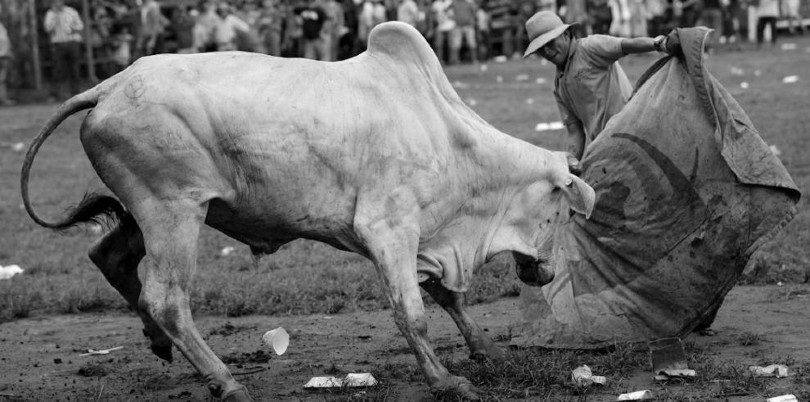 Un aficionado participa en una corrida de toros en la Plaza “José Nicomedes Barrios”, durante el LXIX Festival Nacional de La Mejorana en Guararé el 28 de septiembre de 2019. Foto: EFE.