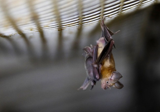 Nueva investigación halló que el coronavirus podría haber evolucionado en murcié-lagos de herradura. Foto / Mehahem Kahana/Agence France-Presse — Getty Images.