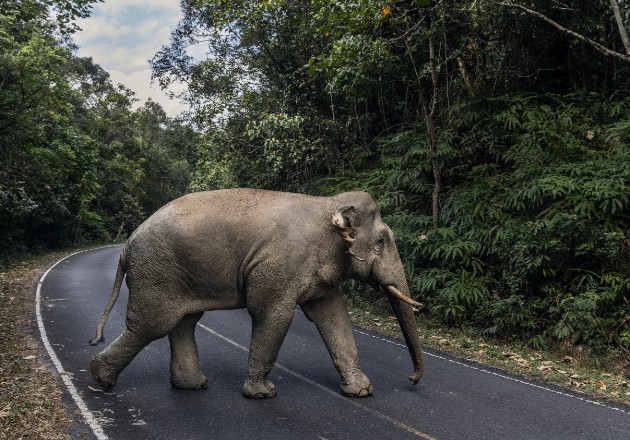 Desde que cerró el Parque Nacional Khao Yai en marzo, más animales han reclamado los senderos de los visitantes. Foto / Adam Dean para The New York Times.