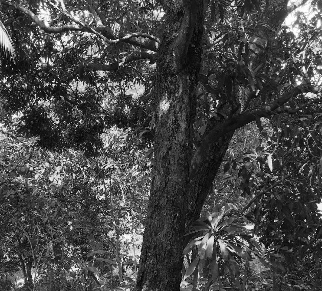 Cuando se corta o tala un árbol se acaba con miles, hasta millones de vidas, imagínese una hectárea de bosque en Panamá. Cortar un árbol es borrar la historia de vida de la naturaleza. Foto: Cortesía.