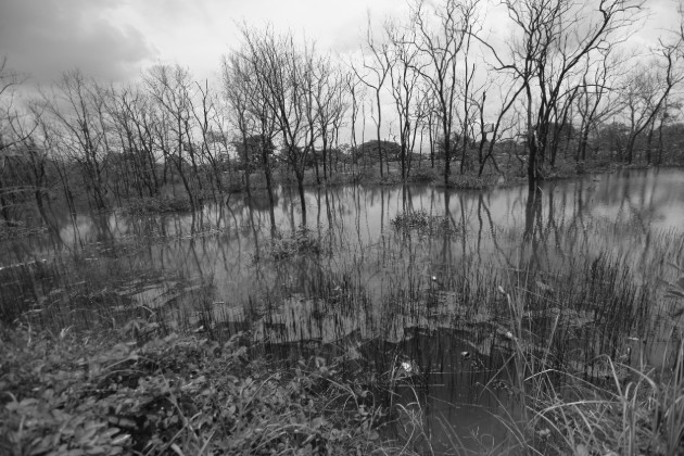 En los últimos 20 años se han removido más de 2 mil hectáreas de manglares en la provincia de Colón, para la construcción de los puertos y la expansión de la Zona Libre. Foto: Archivo. 