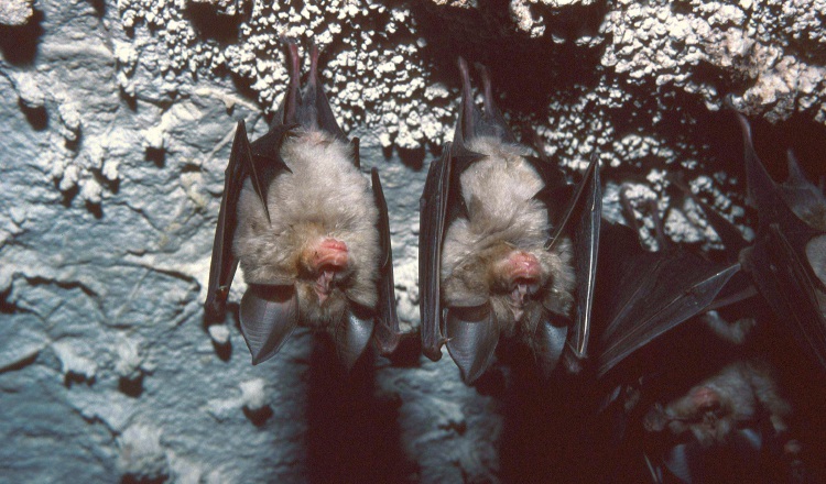 Una pareja de murciélagos descansando en una pared rocosa de una cueva.  Foto. Carlos Ruiz