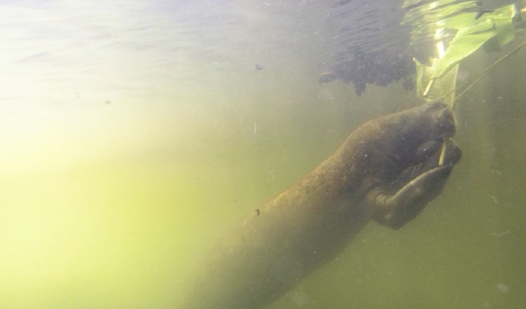 El manatí antillano vive en ríos y humedales de Bocas del Toro y la Comarca Ngäbe-Buglé, pero es común en el resto del país. Cortesía