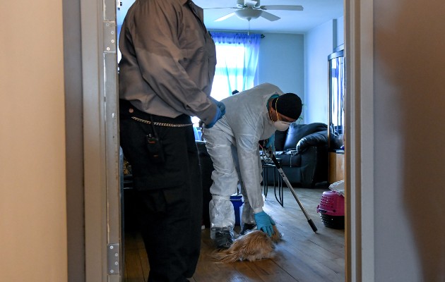 Feraz Mohammed, quien trabaja para los Centros de Cuidado Animal de la ciudad de Nueva York, acaricia a un perro mientras lo recoge en el apartamento de una residente que fue hospitalizada con síntomas de coronavirus, en Nueva York. (Desiree Rios/The New York Times)