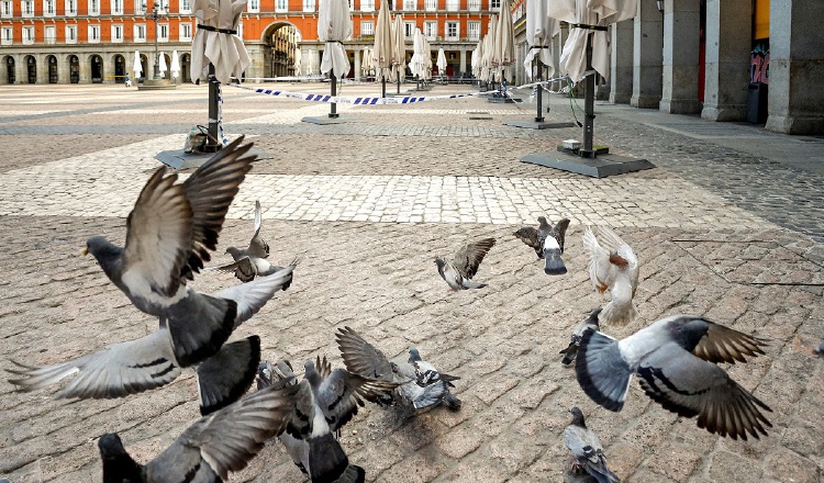 Existen palomas de ciudad cuyo plumaje especial, a modo de sofisticado filtro que desintoxicar, les ayuda a reducir el impacto. EFE/Emilio Naranjo