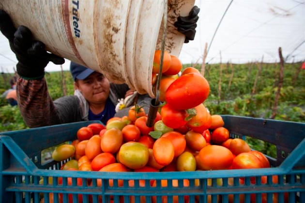 México exportó el 75.7% de sus productos agroalimentarios. EFE