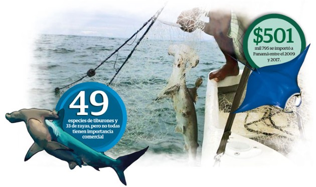 En Panamá se han documentado formalmente 46 especies de tiburones y 33 de rayas, pero no todas tienen importancia comercial o están representadas en los desembarcos.