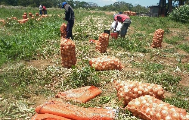 Las importaciones de cebolla fueron acordadas en 25 mil quintales en agosto y otros 25 mil quintales en septiembre.