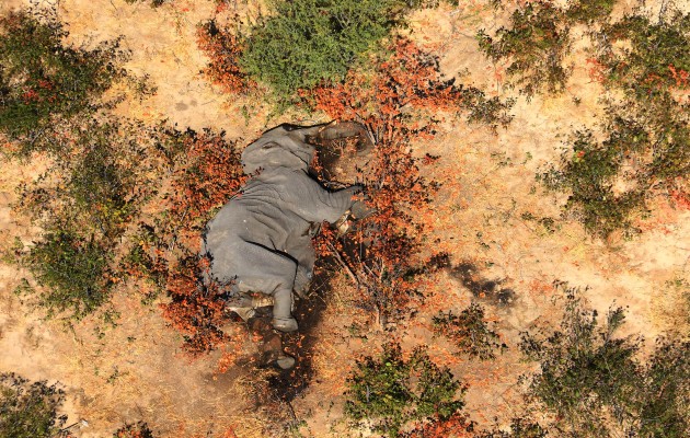 Una foto sin fecha proporcionada por la organización sin fines de lucro National Park Rescue de un cadáver en el delta del Okavango de Botsuana, donde 356 elefantes han muerto en meses recientes. (National Park Rescue/vía The New York Times)