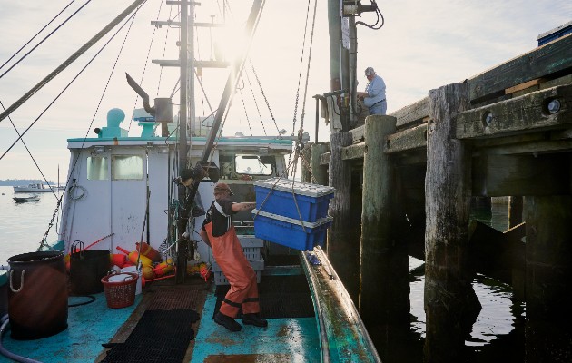 El efecto del virus en el comercio de la langosta de Maine señala la forma en que el mal trastorna los negocios. Foto / Tristan Spinski para The New York Times.