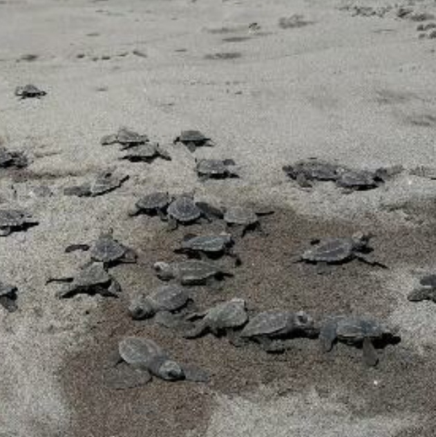 El Refugio de Vida Silvestre La Barqueta es un sitio de gran importancia para la anidación de tortugas marinas, principalmente de la tortuga lora.