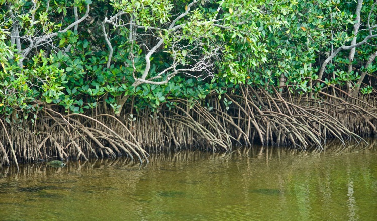 El mangle representa menos del 1% de los bosques tropicales. ILUSTRATIVA / PIXABAY