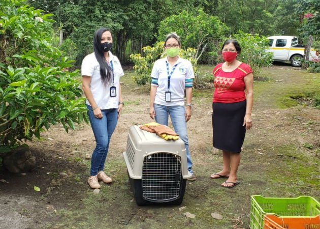 El felino permanece en custodia de MiAmbiente, de donde será liberado en un hábitat seguro. Fotos: Mayra Madrid.