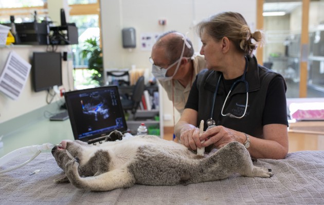 Rosemary Booth, del Hospital de Fauna del Zoológico de Australia, usa antibióticos para tratar a los koalas con clamidia. Foto / Russell Shakespeare para The New York Times.