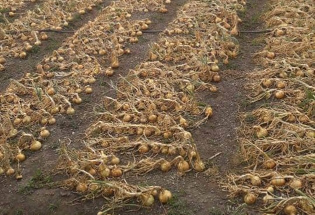 En Panamá, se estima un  consumo de unos 50 mil quintales de cebolla al mes. Foto/Cortesía