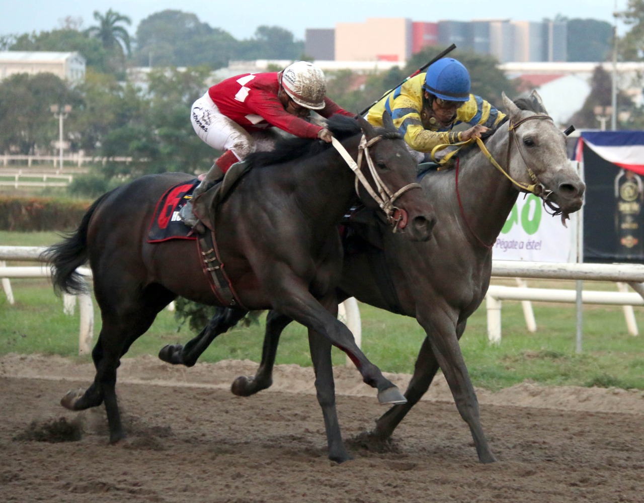 Calínico, uno de los caballos panameños que ganaron el Clásico del Caribe