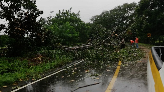 En Chiriquí varios árboles quedaron en la vía pública.