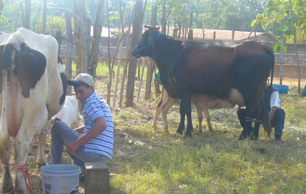 El 90 % de la leche deslactosada que se consume en Panamá es provista por Dos Pinos.