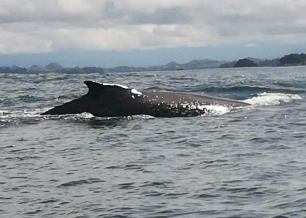 Una ballena jorobada en las aguas del Pacífico chiricano. Foto: Mayra Madrid.