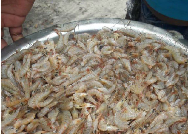 Las plantas procesadoras de camarones han comprado a los pescadores artesanales todos sus productos. Fotos: Archivo/Ilustrativa.