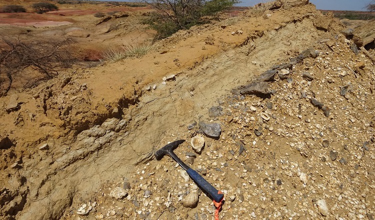 Los otolitos fósiles en el sedimento son tan pequeños que en algunos casos es necesario usar una lupa y arrastrarse por el suelo para encontrarlos.  Foto: Cortesía/Jorge Carrillo-Briceño