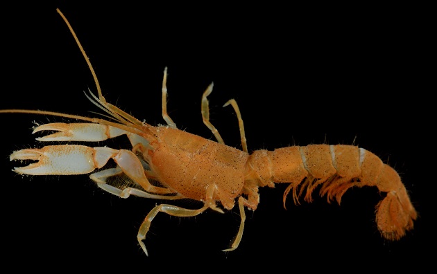 Strianassa lerayi Anker es el nombre que recibe la nueva variedad de camarón. 