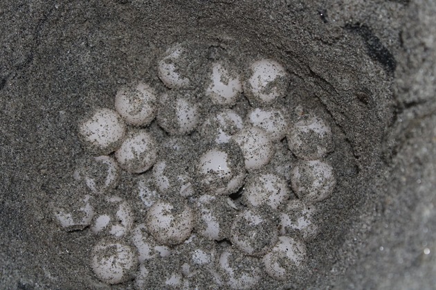 Los 270 huevos de la tortuga lora fueron reubicados.
