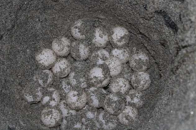 Los 270 huevos de la tortuga lora fueron reubicados. 