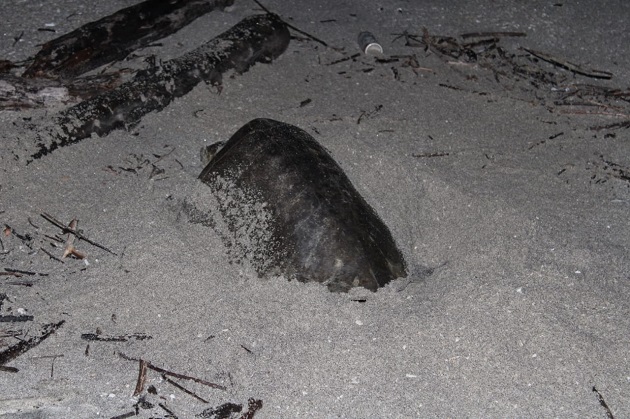Las tortugas marinas sufren diversas amenazas en las playas de anidación, como la caza furtiva y el saqueo de huevos.