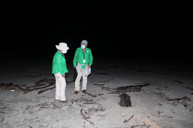 La tortuga lora está catalogada como una especie en