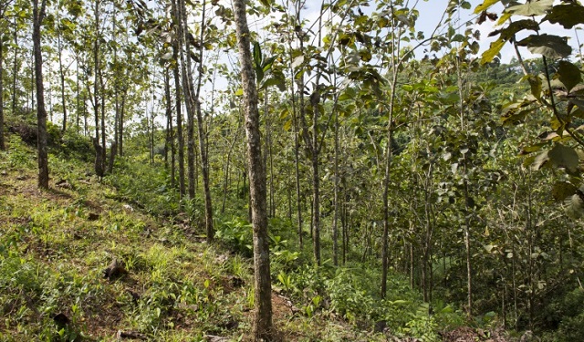 Plantación de teca del proyecto Agua Salud. Foto: Jorge Alemán