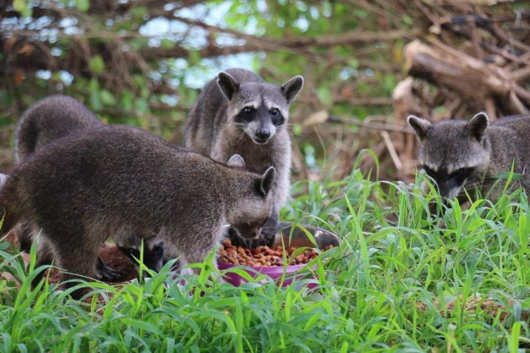 MiAmbiente hace un llamado para que eviten alimentar a los mapaches.