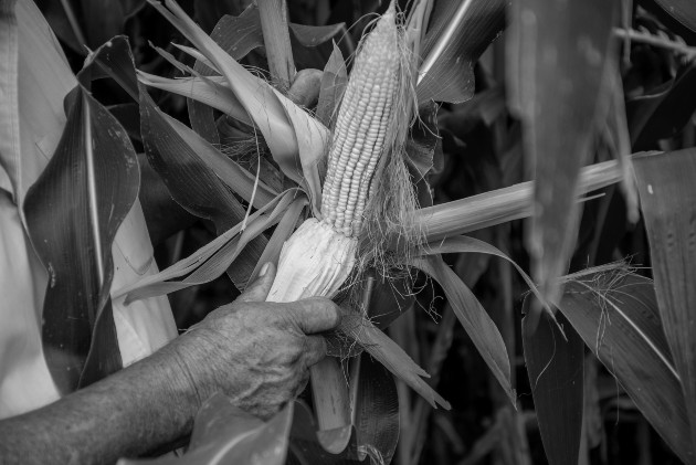 Con las granjas de producción sostenible se les enseña, a los pequeños productores de la tierra y obreros, técnicas adecuadas para que en sus propias manos esté la solución a sus problemas. Foto: EFE.