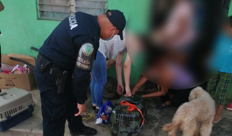 Las denuncias por maltrato animal están entre las más comunes. Policía Nacional