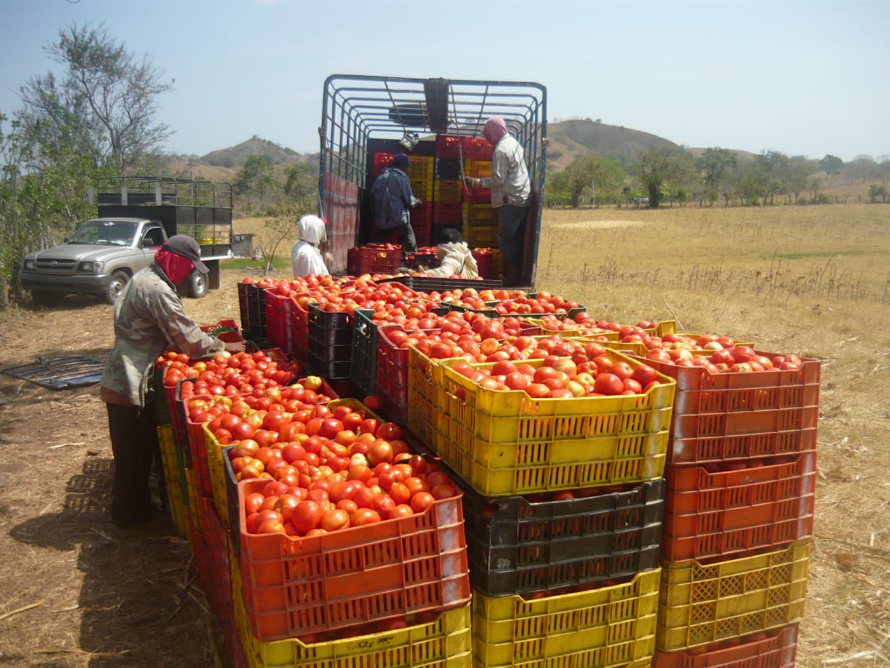 En la actualidad solo se producen en la región unas seis mil toneladas del rubro, mientras que en la década de los 80 la producción alcanzaba unas 30 mil toneladas.