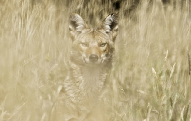 El coyote Habita en una gran diversidad de ecosistemas, tropicales, templados y áridos. Fotos: Mayra Madrid/Archivo.