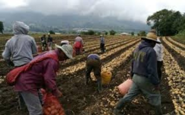 Los productores nacionales no solo están confrontando problemas por el contrabando desde Costa Rica de ñame, sino también con el tomate, pepino y otros productos.