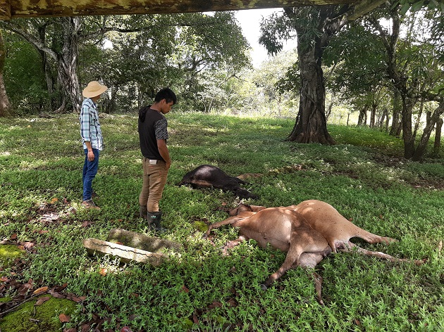 Hace aproximadamente un año se dio un hecho similar en la comunidad de Llano Catival en el distrito de Mariato