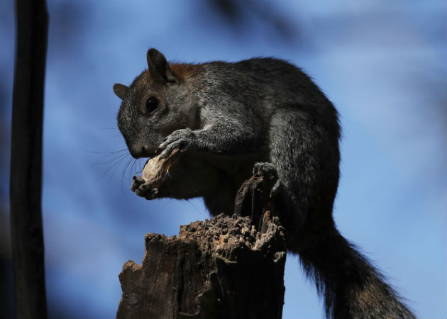 Detectan el primer caso de peste bubónica en California en cinco años La bacteria de la peste se transmite por pulgas que adquirieron la enfermedad de ardillas y otros roedores salvajes infectados. Fotos: EFE/Archivo.