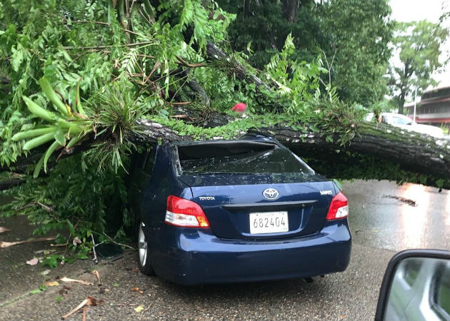 Tras fuertes lluvias, gente atrapada, caída de árboles, daños eléctricos y voladura de techos Auto afectado por caída de árbol en la comunidad de Margarita. Fotos: Diómedes Sánchez.