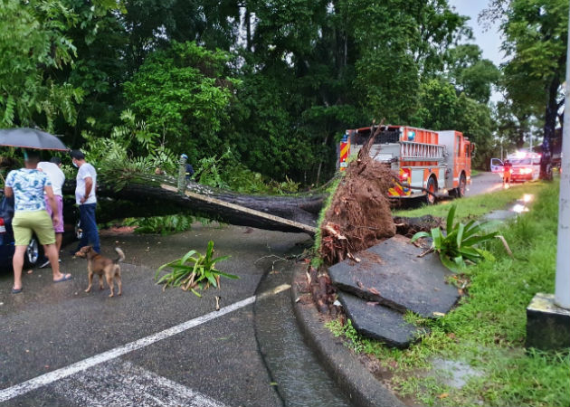 Tras fuertes lluvias, gente atrapada, caída de árboles, daños eléctricos y voladura de techos Auto afectado por caída de árbol en la comunidad de Margarita. Fotos: Diómedes Sánchez.