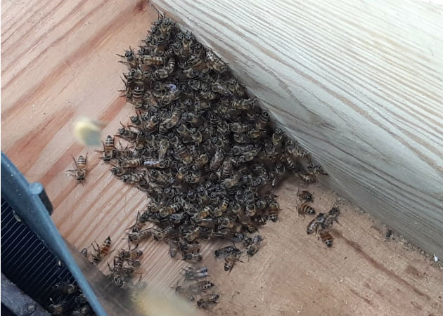 En Capira, productores apícolas y el Idiap inician estudio para mejorar producción de miel Parte de esta investigación es poder definir qué tipo de abeja predomina en el país. Fotos: Eric A. Montenegro.